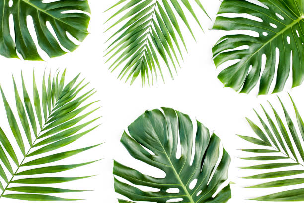 istock Background, pattern with exotic tropical palm leaves monstera on white background. Flat lay, top view 1271088764