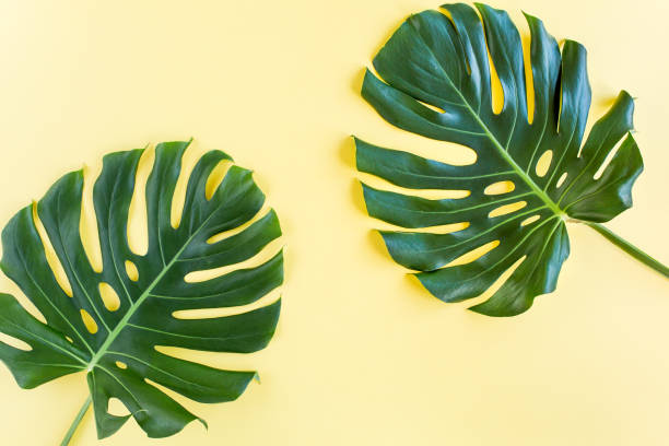 istock Tropical leaf Monstera on yellow background. Flat lay, top view 1271088861