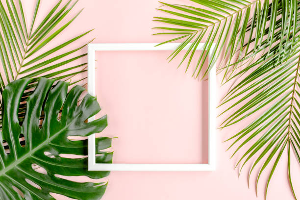 istock Texture tropical palm leaf Monstera and white frame for text on pink background. Flat lay, top view 1271089537