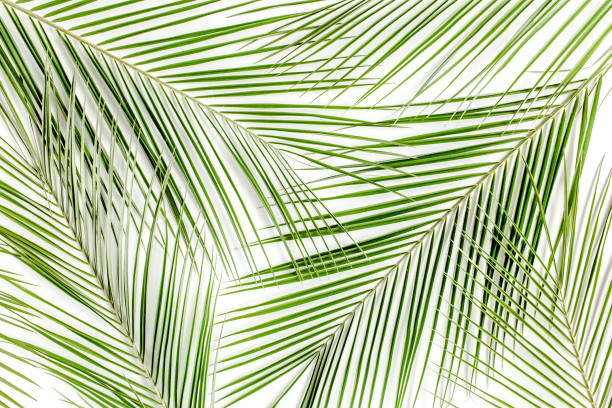 istock Texture made of tropical Phoenix palm leaves, leaf on white background. flat layout, top view 1271090242