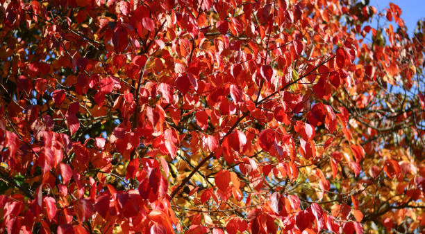 istock the autumnal red colored leaves 1271090344