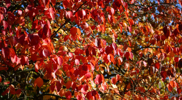 istock the autumnal red colored leaves 1271090387