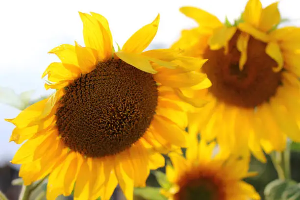 orange sunflowers close up