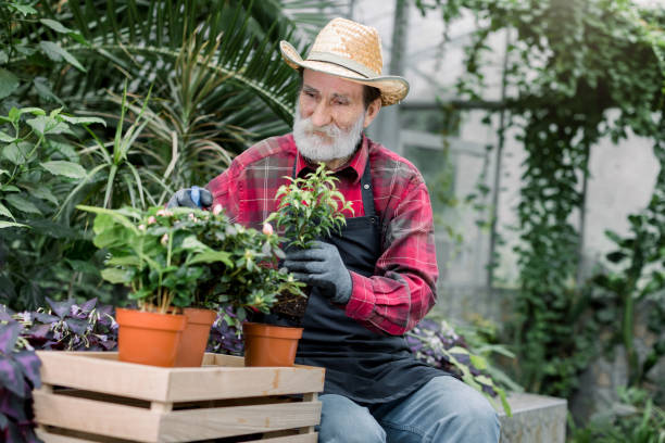 istock Pleasant smiling elderly bearded male botanical worker in straw hat, spraying flowering plants in brown pots with water using sprayer, working in beautiful greenhouse with exotic plants 1271090911