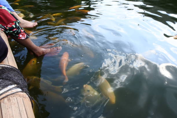 istock fish farming in artificial ponds 1271091677