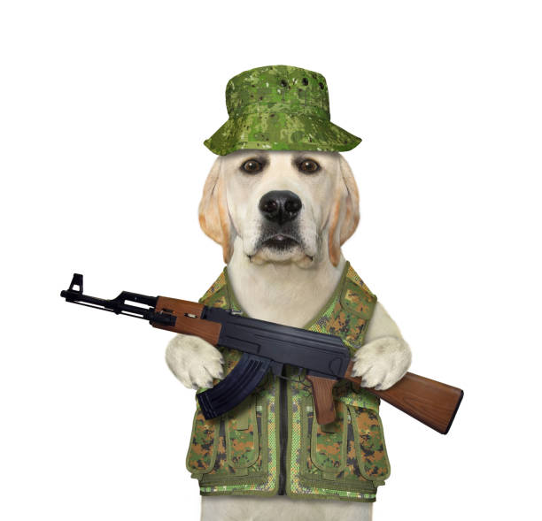 istock Dog in military uniform with gun 1271093739