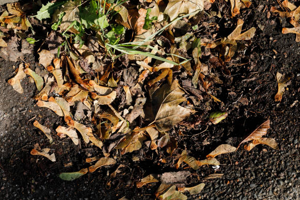 istock Water drain blocked by grass and fallen maple seeds 1271094645