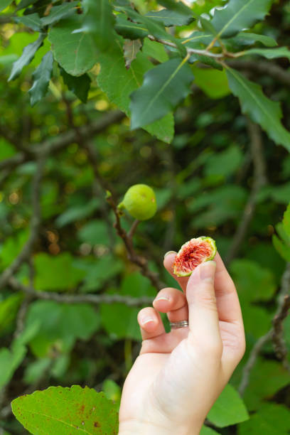 istock Hand holding an open fig with a fig tree in the background 1271095227