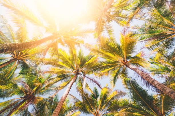 istock Tropical palm tree with sun light on sunset sky and cloud abstract background. Summer vacation and nature travel adventure concept. 1271095268