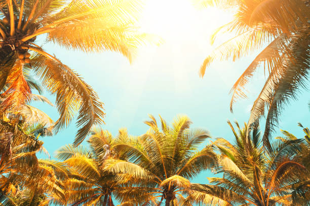 istock Tropical palm tree with sun light on sunset sky and cloud abstract background. Summer vacation and nature travel adventure concept. 1271095332