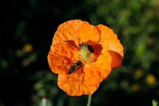 The orange Iceland poppy (Papaver nudicaule) is native to subpolar regions of northern Europe and North America, First described by botanists in 1759, the bright orange flowers are held aloft on thin stems about 1 foot / 30 cms tall. Here, a poppy flower is being pollinated by two honey bees. Honey bees feed their young with the pollen.