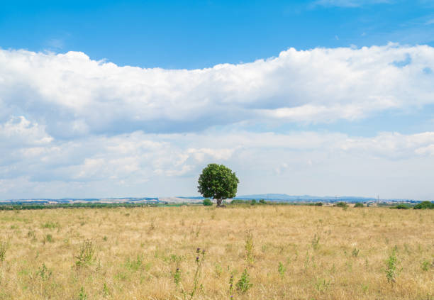 Landscape with walnut tree in springtime