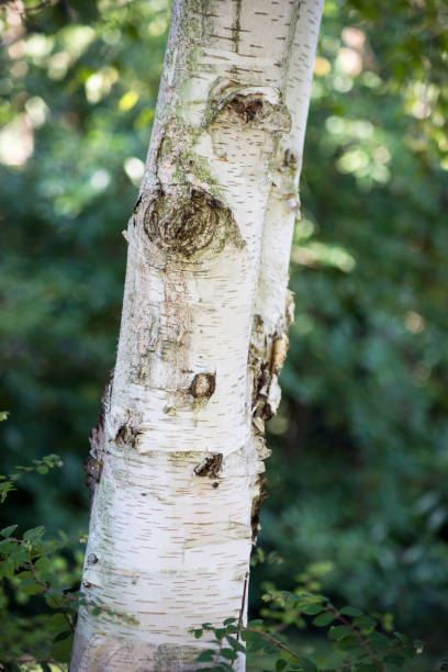 istock birch tree trunk in a public garden 1271097297