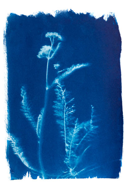 istock Cyanotype of flat-leaf yarrow 1271097611