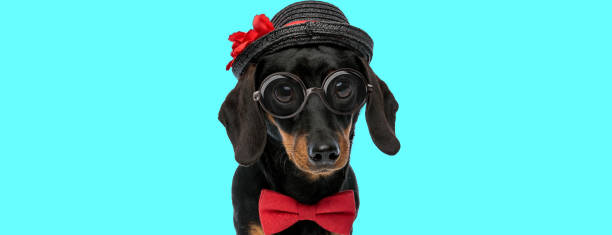 istock Teckel dog wearing a black hat, eyeglasses and red bowtie 1271098485