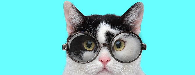 nerdy young metis cat with big eyes wearing eyeglasses and looking at camera on blue background