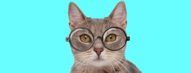 istock metis cat wearing eyeglasses, sitting and looking at camera 1271098553