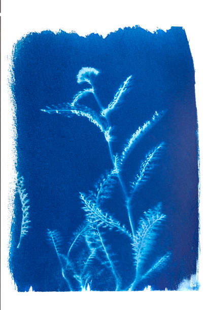 istock Cyanotype of flat-leaf yarrow 1271098705