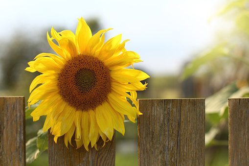sunflower peeks out from behind a fence in a village garden on a sunny day