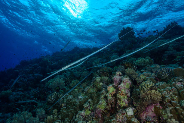istock diving in the red sea in egypt, meeting with cornetfish 1271102223