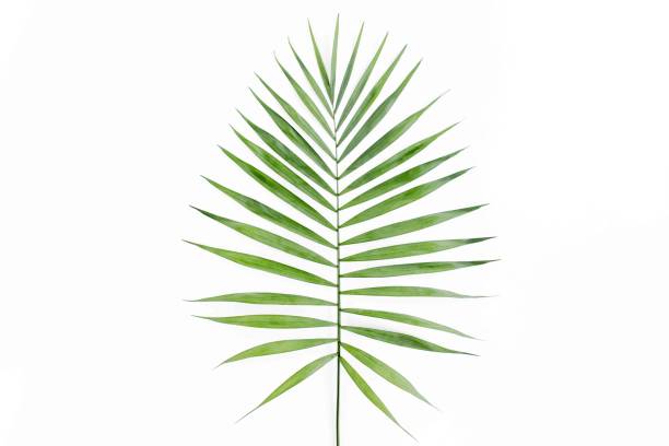 Tropical green palm leaf on white background. flat lay, top view