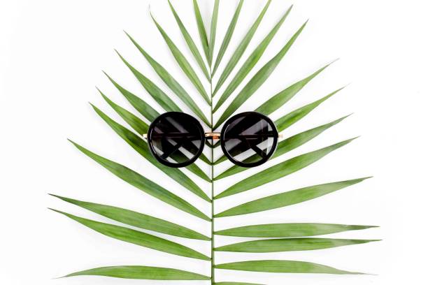 Tropical green palm leaf on white background. flat lay, top view