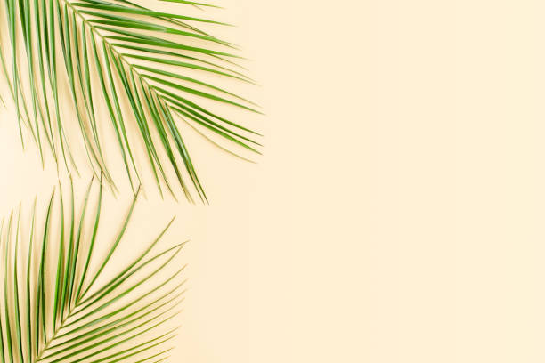 istock Tropical leaf on yellow background. Flat lay, top view 1271104696