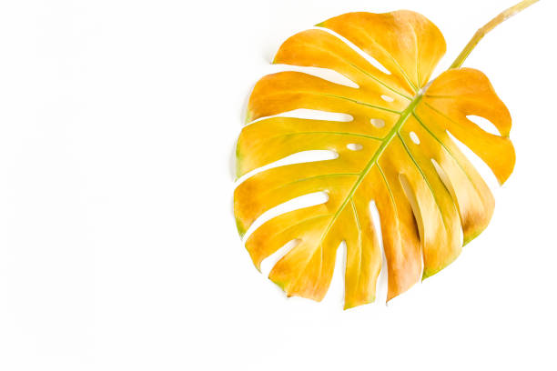 Tropical yellow palm leaf Monstera on white background. Flat lay, top view