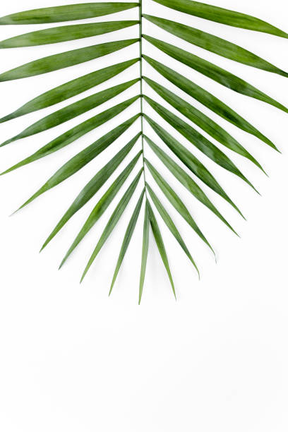 istock Tropical green palm leaf on white background. flat lay, top view 1271106175