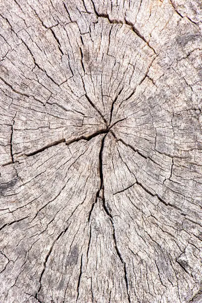 Detailed closeup macro photo of wood, texture background.