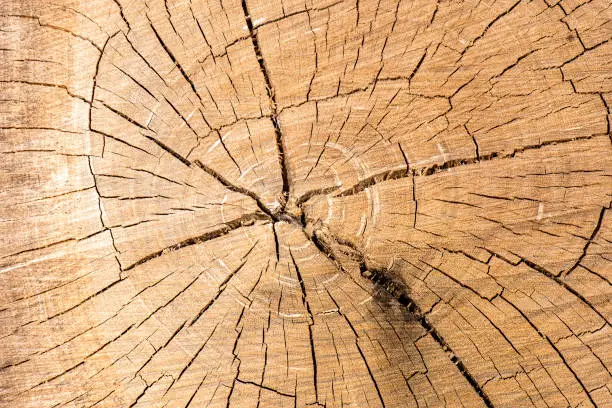 Detailed closeup macro photo of wood, texture background.