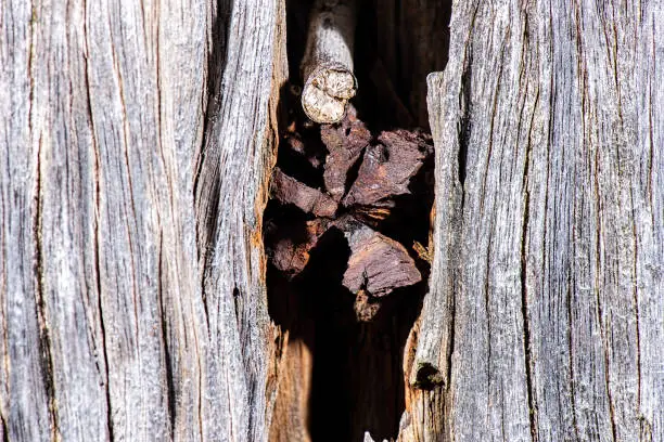 Detailed closeup macro photo of wood, texture background.