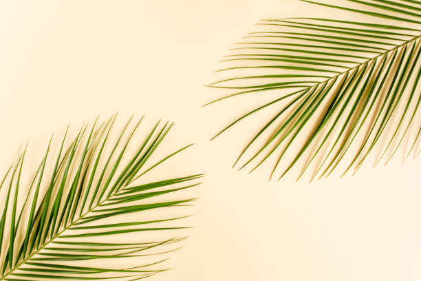 istock Tropical leaf on yellow background. Flat lay, top view 1271106558