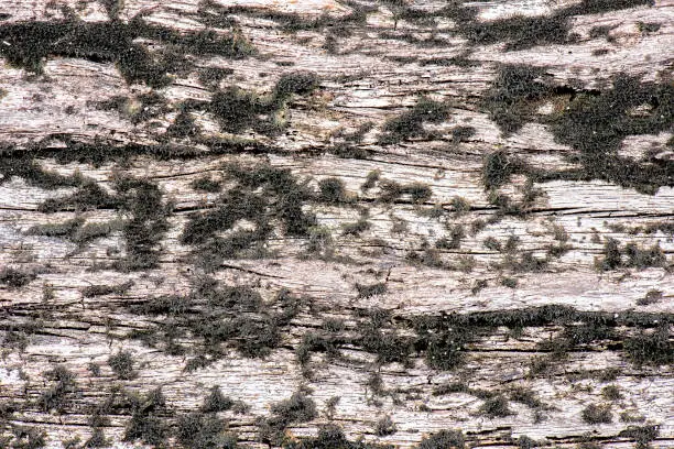 Detailed closeup macro photo of wood, texture background.