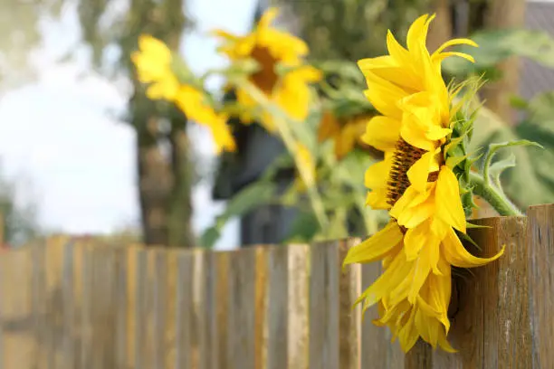 blooming sunflowers close up on the background of the silhouette of a house in the village