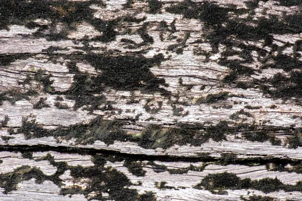 Detailed closeup macro photo of wood, texture background.