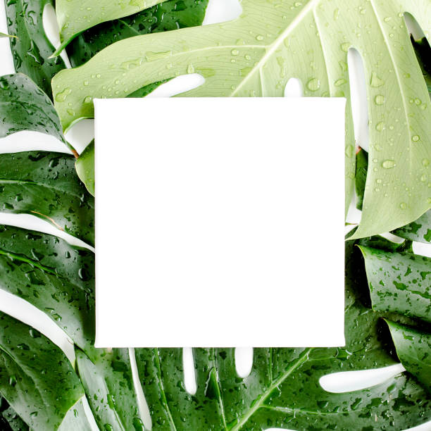 Texture tropical palm green leaf Monstera and white frame with copy space for text on white background. Flat lay, top view