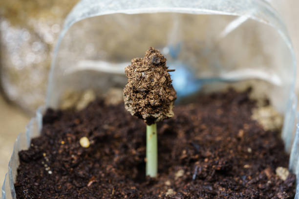 istock A sapling of an Afzelia xylocarpa tree that just sprouted from the ground 1271108709