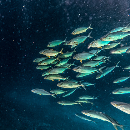 School of fish seen underwater in the Adriatic sea.