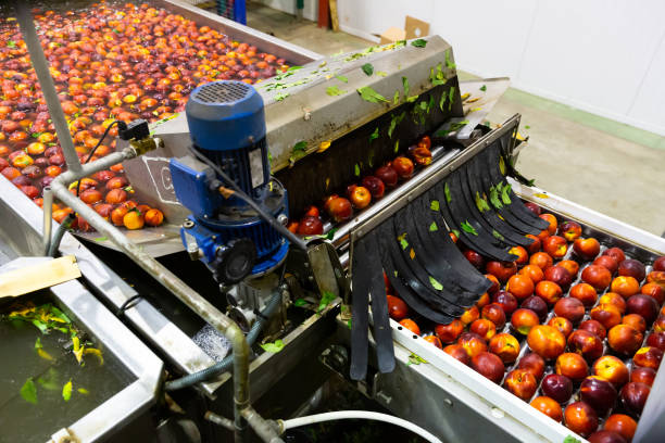 Washing peaches on production line in packaging workshop Process of washing harvested peaches on production line in fruit packaging workshop sorter machine stock pictures, royalty-free photos & images