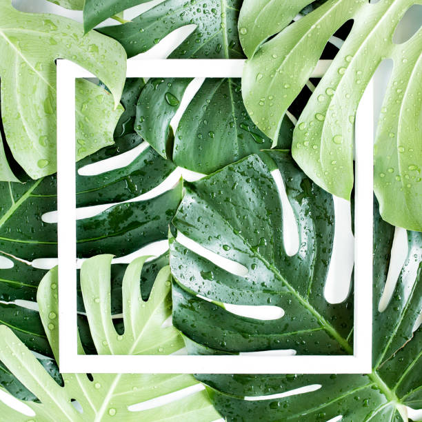 istock Texture tropical palm green leaf Monstera and white frame with copy space for text on white background. Flat lay, top view 1271110622
