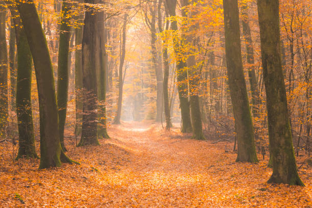 istock Path through a misty forest during a beautiful foggy autumn day 1271110648