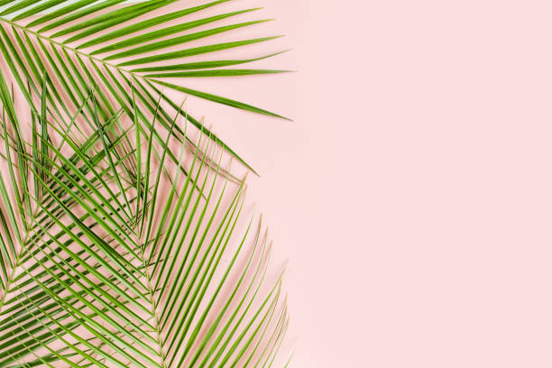 istock Tropical palm leaves on pink background. Flat lay, top view minimal concept 1271110763