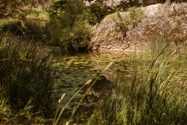 istock Beautiful green nature background with a small lake 1271111059