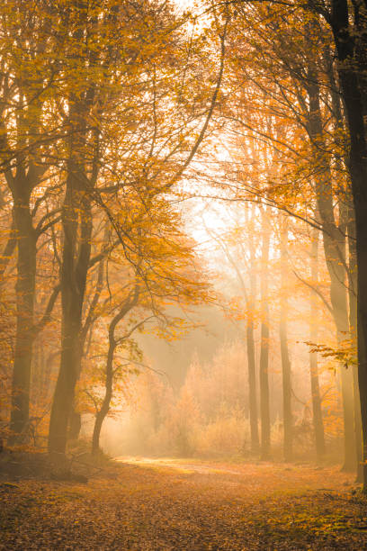 istock Path through a misty forest during a beautiful foggy autumn day 1271111107