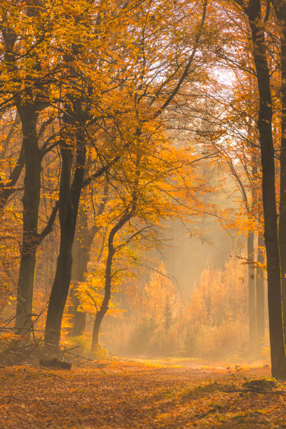 istock Path through a misty forest during a beautiful foggy autumn day 1271111179