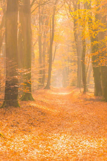 istock Path through a misty forest during a beautiful foggy autumn day 1271111208