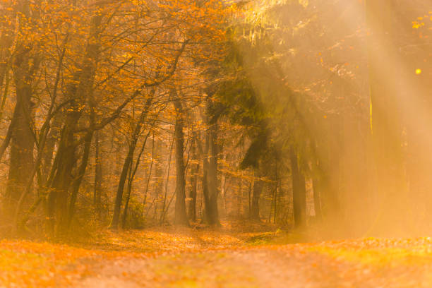 Path through a misty forest during a beautiful foggy autumn day. The forest ground of the Speulder and Sprielderbos in the Veluwe nature reserve is covered with brown fallen leaves and the path is disappearing in the distance. The fog is giving the forest a desolate atmosphere.