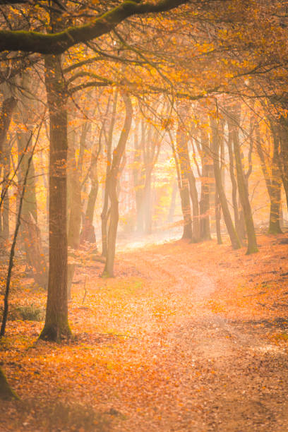 istock Path through a misty forest during a beautiful foggy autumn day 1271111293