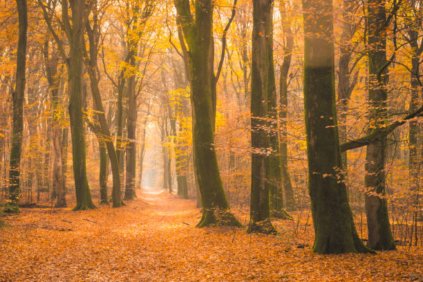 istock Path through a misty forest during a beautiful foggy autumn day 1271111888